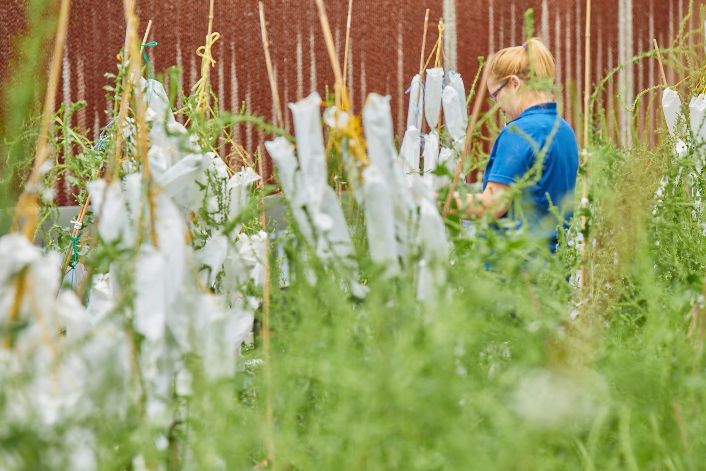 Betaseed greenhouse